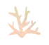 珊瑚